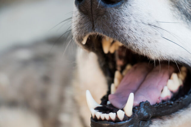teeth are dog-teeth of dog